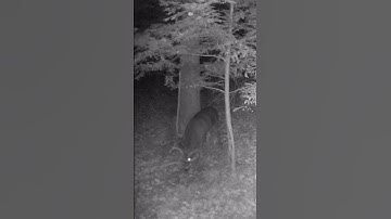 Huge NYS Buck licks Grapevine Mock Scrape