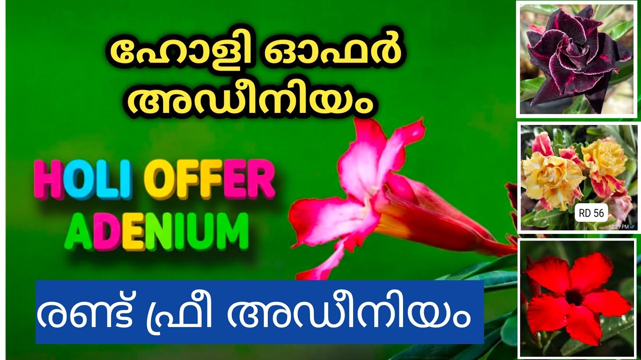 Holi offer adenium+free plant