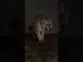 قوة إنفجار لصوت زئير النمر The Roar Of A Siberian Tiger