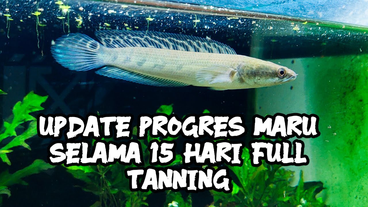 UPDATE PROGRES CHANNA MARU MENGGUNAKAN LAMPU 24 JAM