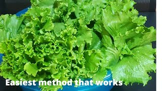 How to  best store fresh lettuce in a fridge for a month(4 weeks) This works!  Must watch