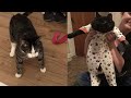 Try not to laugh  new funny cats and dog   just cats part 28