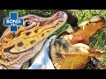 Stealing Baby Alligators from a Protective Mom! 🐊 | Bondi Vet Clips | Bondi Vet