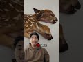 What one of the most rarest deer looks like#wildlife #deer #rare