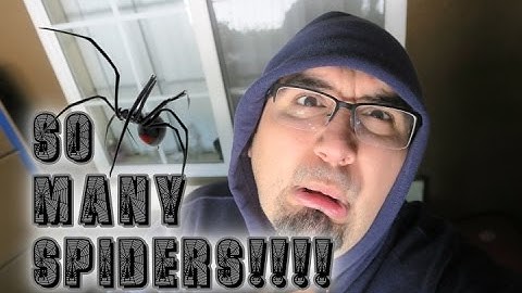 So Many Spiders!!!!