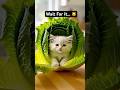 Wait for the Avocado Surprise! 🥑🐱 #shorts #viral #aicat #cuteanimals #creativeart