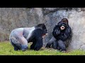 Injured Gorilla! What Happens Next in Nature - Nature Documentary