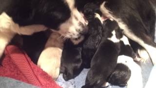 Ellie May And Her Babies