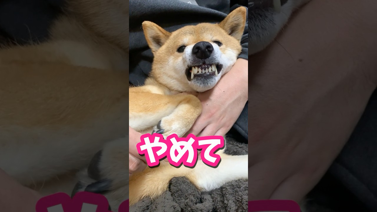 【比較】柴犬兄弟の父にキレる瞬間#shibadog #柴犬 #sibainu #犬のいる生活 #shorts