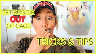 TRICK TO GETTING YOUR NEW BUDGIE OUT OF THE CAGE!!!