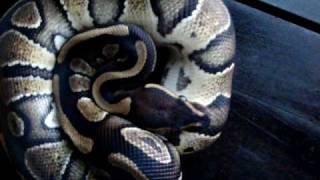 captive hatched dinker