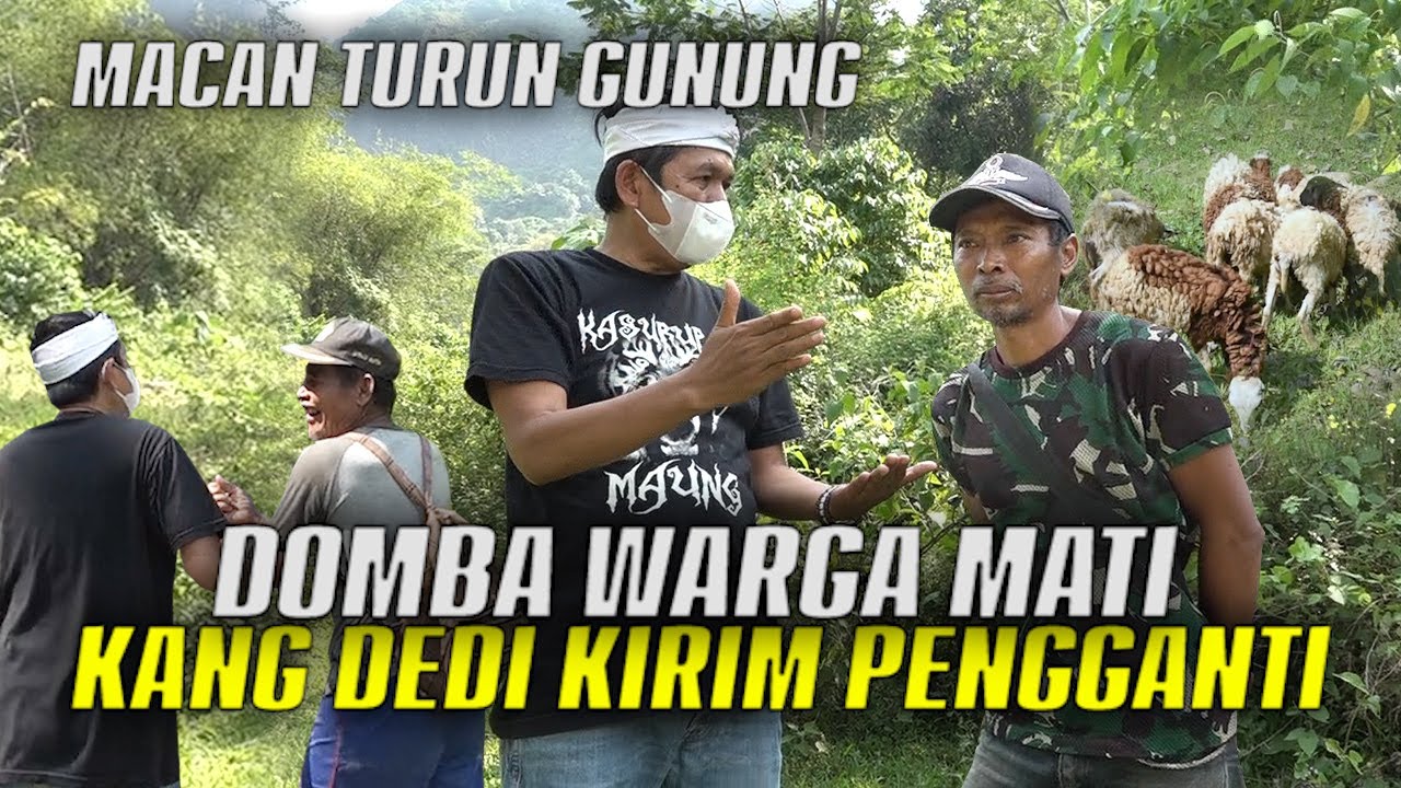 KANG DEDI KIRIM DOMBA PENGGANTI | DI JALAN KETEMU BAH SERSAN YG ALAMI GANGGUAN PENDENGARAN