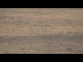 Ngorongoro crater - Hyenas attacking a zebra