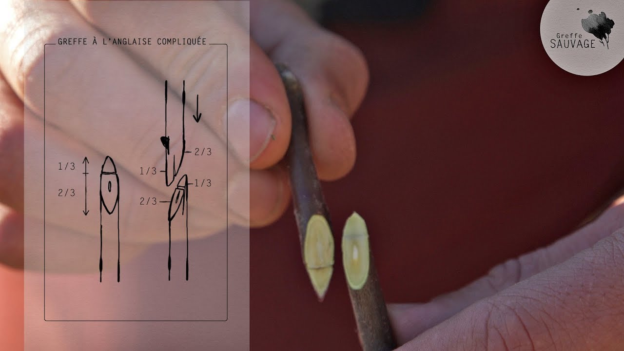 Greffe SAUVAGE #10 La greffe à l'anglaise