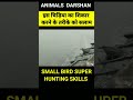 इस पंछी को अक्ल कहा से आई |wild animals short #animals #viral