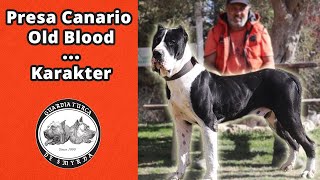 Presa Canario Old Blood - Karakter