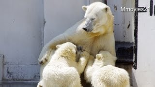 出遅れたので慎重に接近するこぐま~Polar Bears