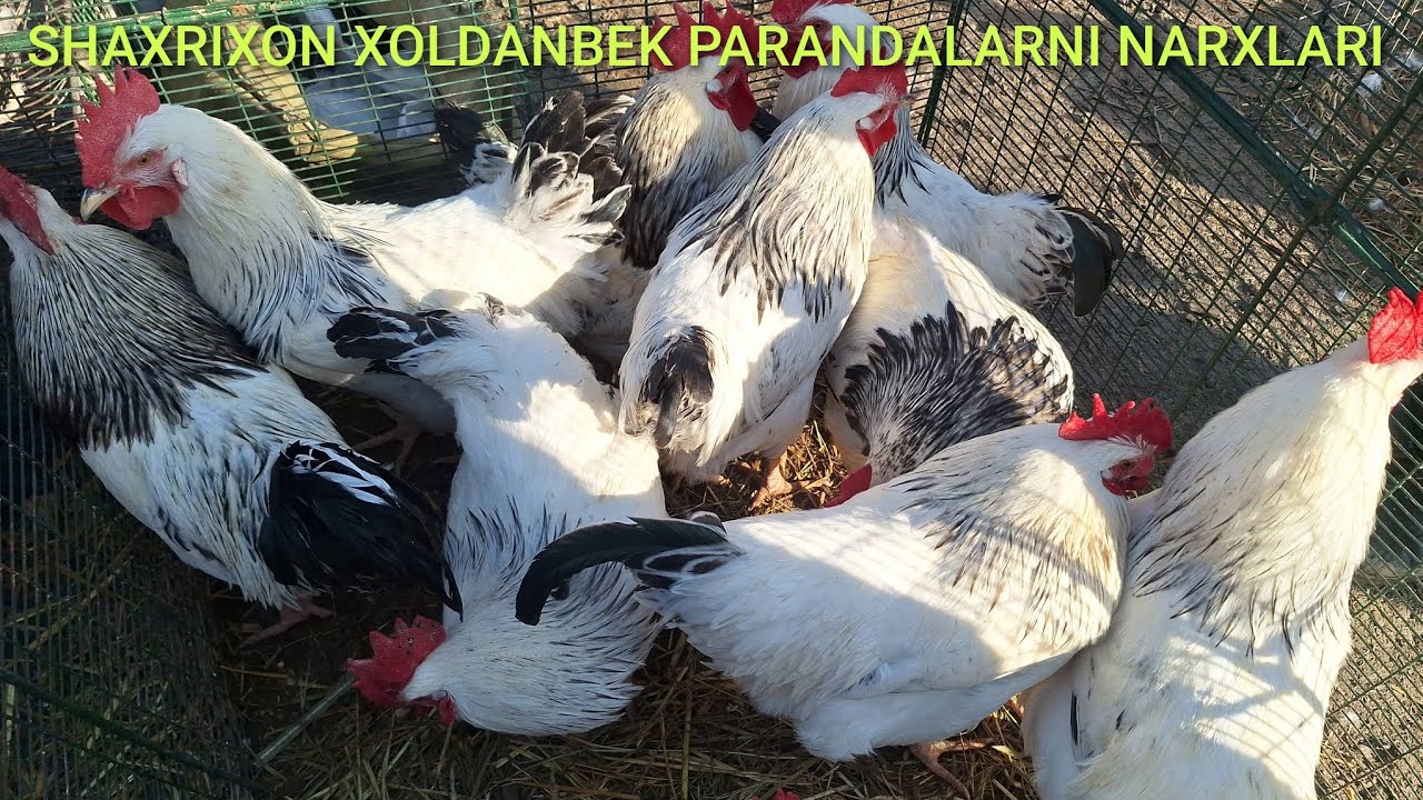 ANDIJON VILAYOT SHAXRIXON XOLDANBEK PARANDALARNI NARXLARI 