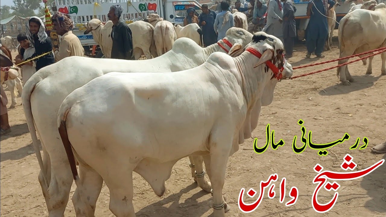 Mid Range Animals In Sheikhwan Cow  Mandi|MANDI VISIT|