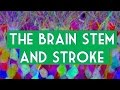 Brainstem and stroke