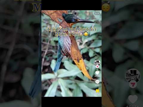 This Poor Bird