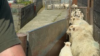 Getting Ewe And Lambs Sorted #Farming #Sheep #Viralvideo