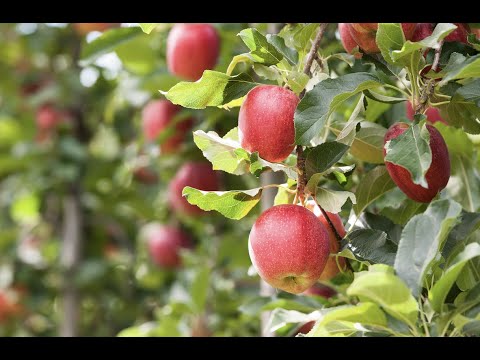 Vidéo: Informations sur les pommes Honeycrisp : en savoir plus sur la culture des pommes Honeycrisp