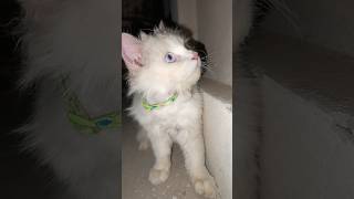 Most Aggressive Cat I've Ever Groomed! 🙀