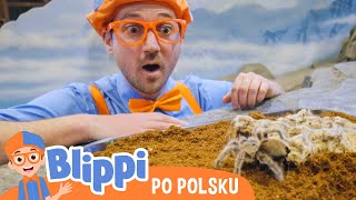 Chodźmy do zoo, cz. 2 | Blippi po polsku | Nauka i zabawa dla dzieci