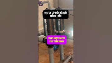 Tưới nhịp nhàng, cung cấp phân bón đúng đủ đều thì cây phát triển tốt #vnplant