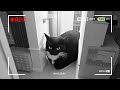 Maxwell the cat chez moi dans la vraie vie   ma camra de surveillance a film 