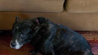 The Solution to Keep Dogs Off of Couches and Furniture
