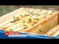 Красна ціна: скільки меду зібрали на українських пасіках та яких цін чекати на нього
