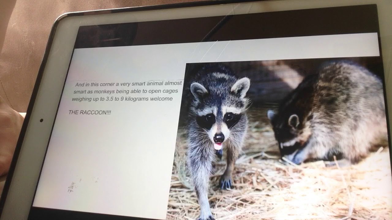 Animal street fights episode 9 season 1 red fox vs raccoon - YouTube