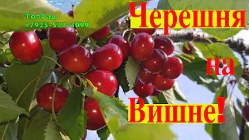 Вишня или ЧЕРЕШНЯ? Что ВЫБРАТЬ для ПОДМОСКОВЬЯ? Прививаем Черешню на Вишню. ТопСад