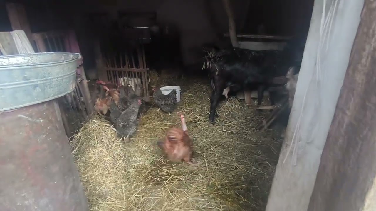 Чи справді гранули краще за сіно?