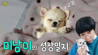 아기강아지 1년 성장과정 🐶 (귀욤주의 )