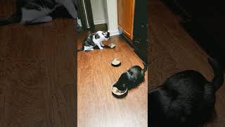 I have 2 cats eating together, that's a great sign!