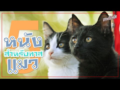 วีดีโอ: แมวและภาพยนตร์