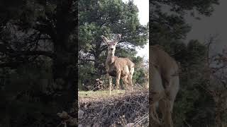 Meet the Majestic Swamp Deer #animalbehavior #animalkingdom #naturedocumentary #naturevideo