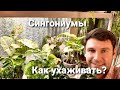 Сингониумы / Как я за ними ухаживаю?