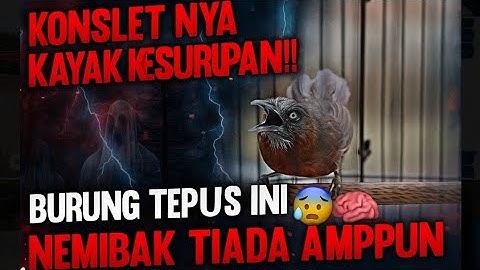 TEPUS KEPALA ABU KONSLETNYA KETERLALUAN‼️ SAMPAI NGGAK BISA BERHENTI NEMBAK 😳💥