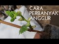 Belajar stek anggur agar cepet berbuah