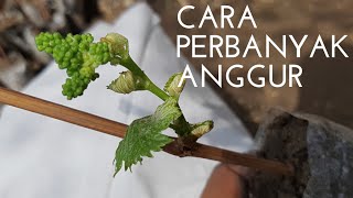 Belajar stek anggur agar cepet berbuah