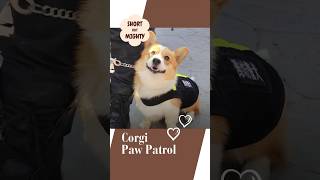 Cuteness vs. Stereotypes (China’s Fuzai Corgi Police Dog )