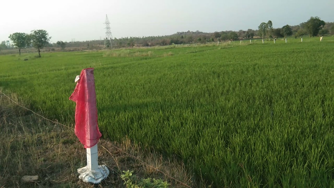 Agriculture land with Full water for sale Manoharabad Medchal YouTube