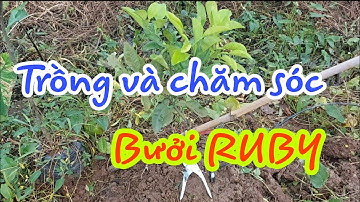 Trồng và chăm sóc bưởi Ruby Thái Lan - video số 1