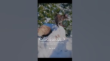 عينا فيها تسمى سلسبيلا🍀 تلاوة خاشعة راحة نفسية #قرآن