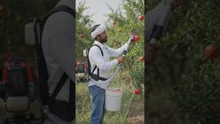 #desijugaad#jugaad#jugad#desijugadmachine#desijugadtools#pomogranate#fruit#physics#scienceexperiment