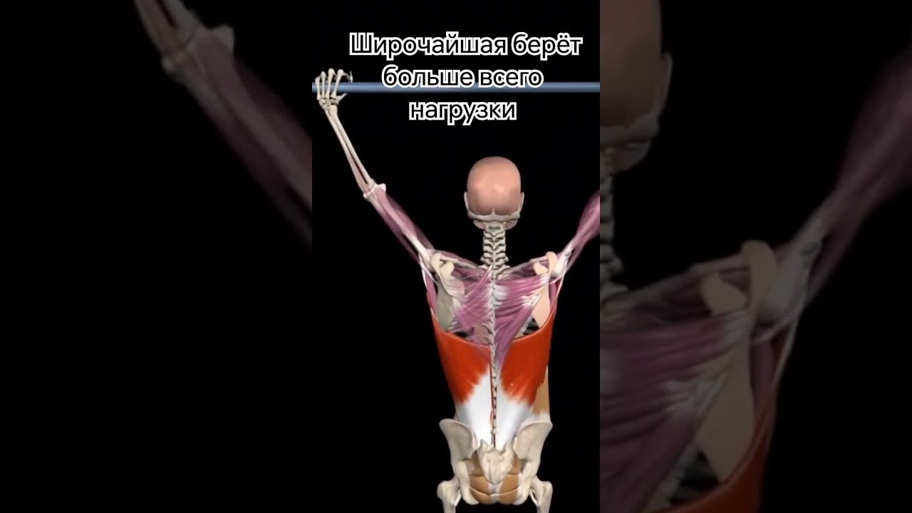 Какие мышцы работают в этих подтягиваниях? #фитнес #подтягивания